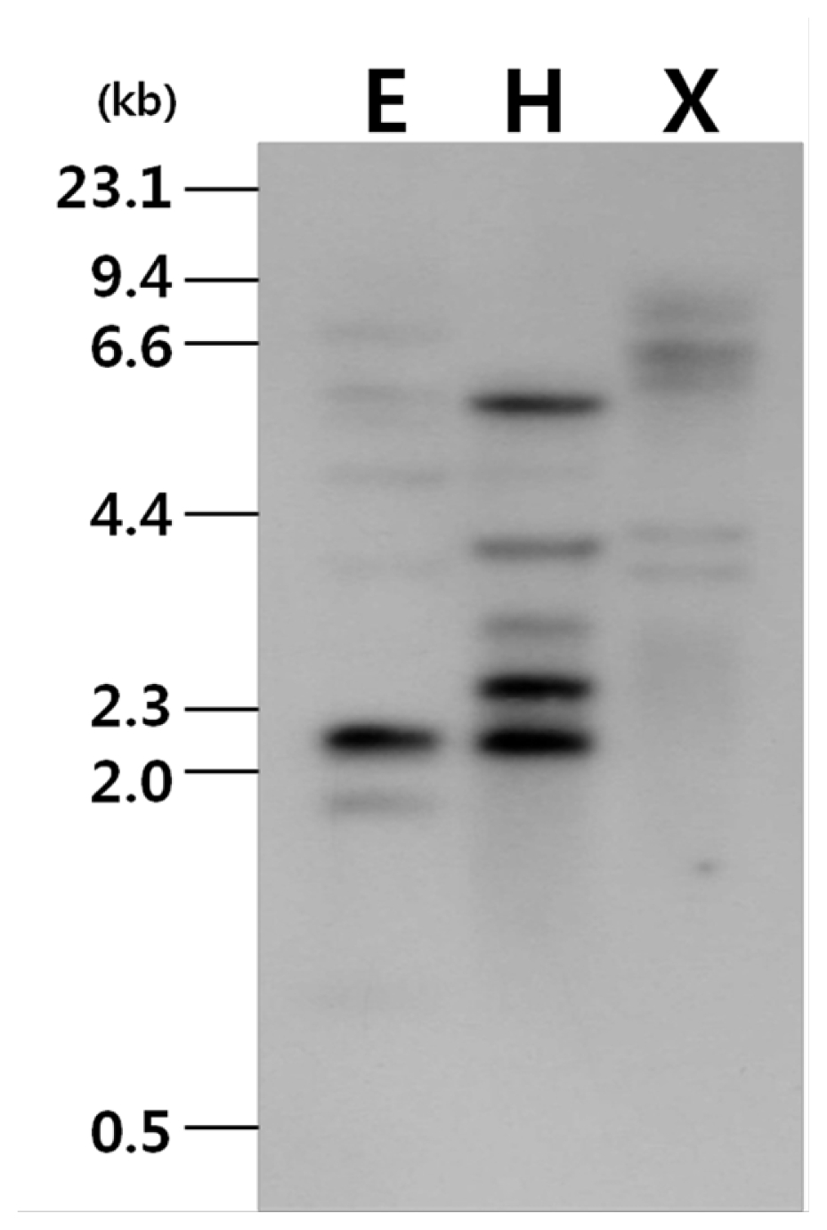 pbb-01-236f3.jpg