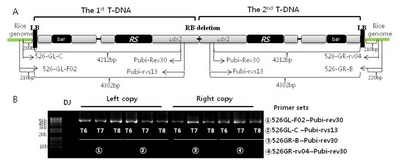 pbb-02-268f1.jpg