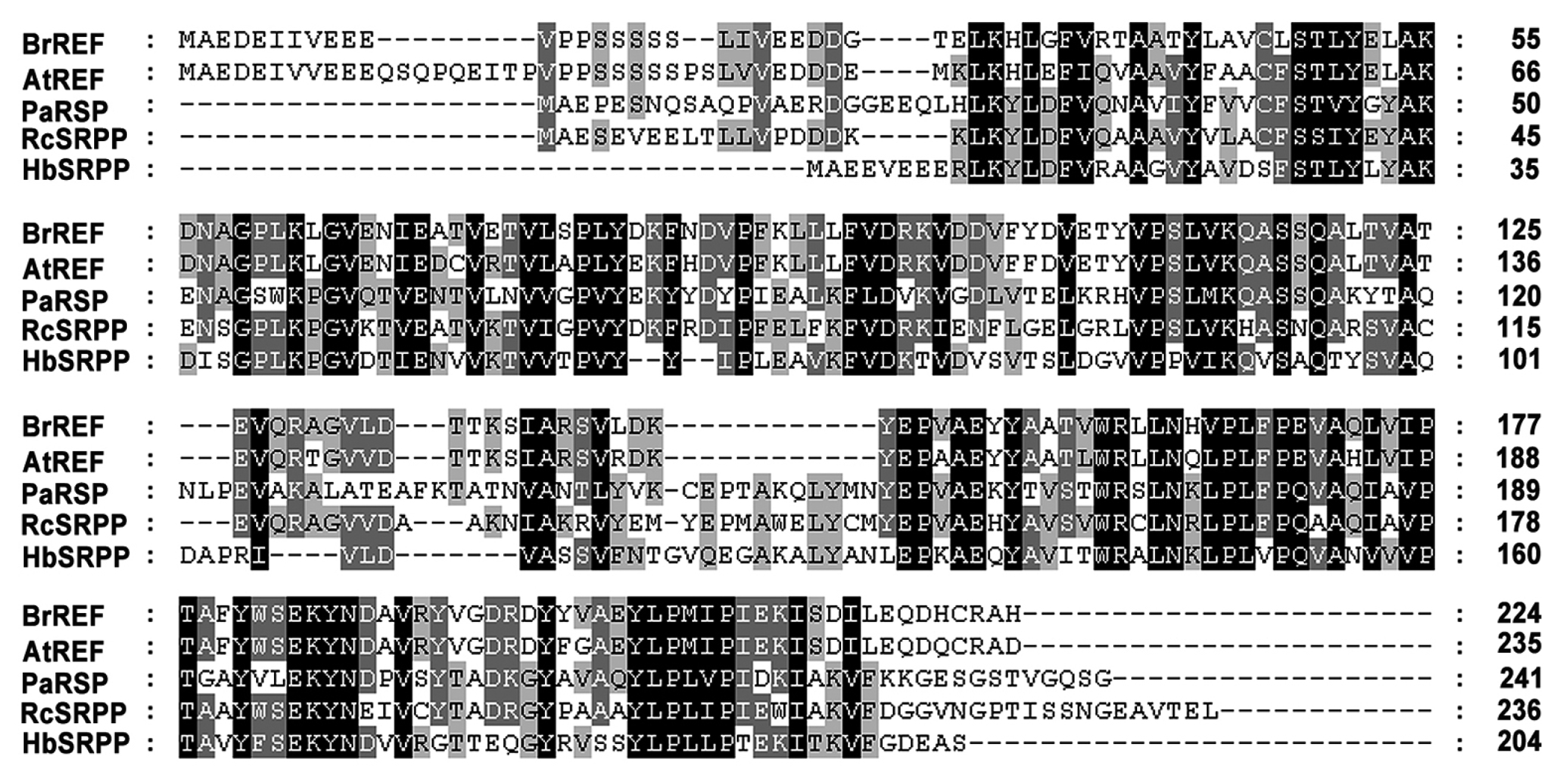 pbb-02-289f2.jpg