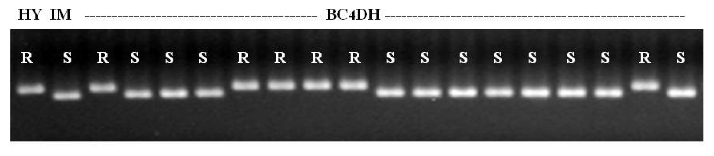 pbb-03-01f4.jpg