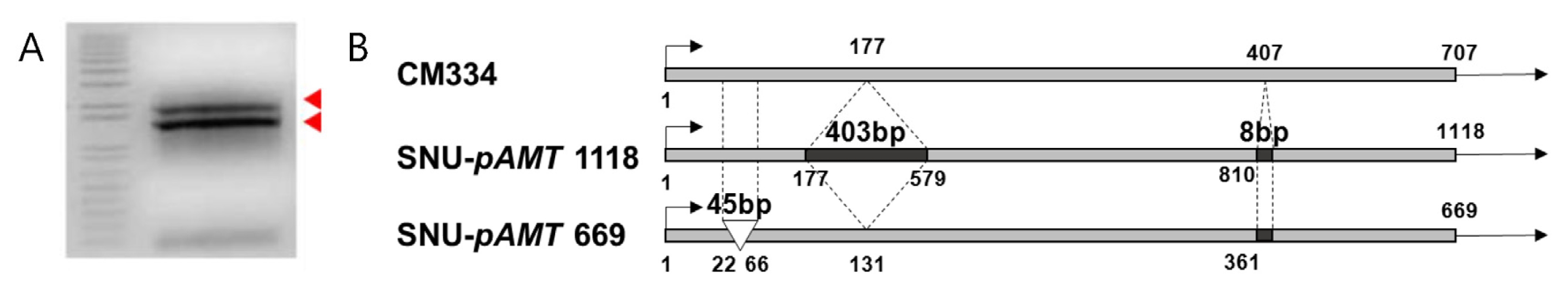 pbb-03-119f3.jpg