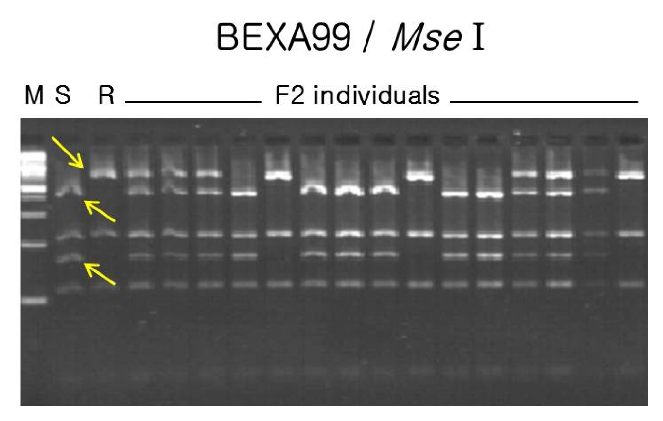 pbb-03-39f2.jpg