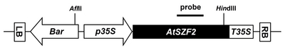 pbb-05-001f1.jpg