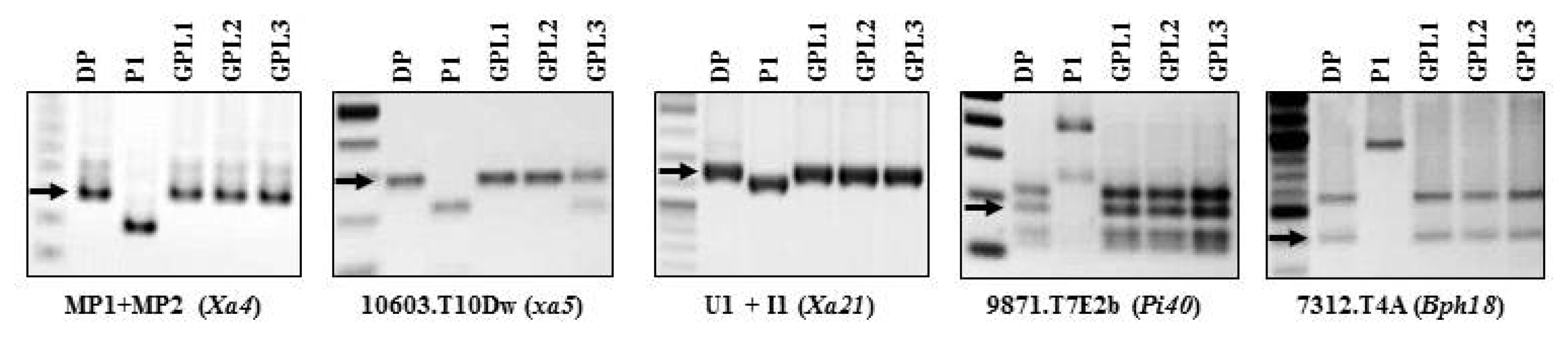 pbb-15-333f4.jpg
