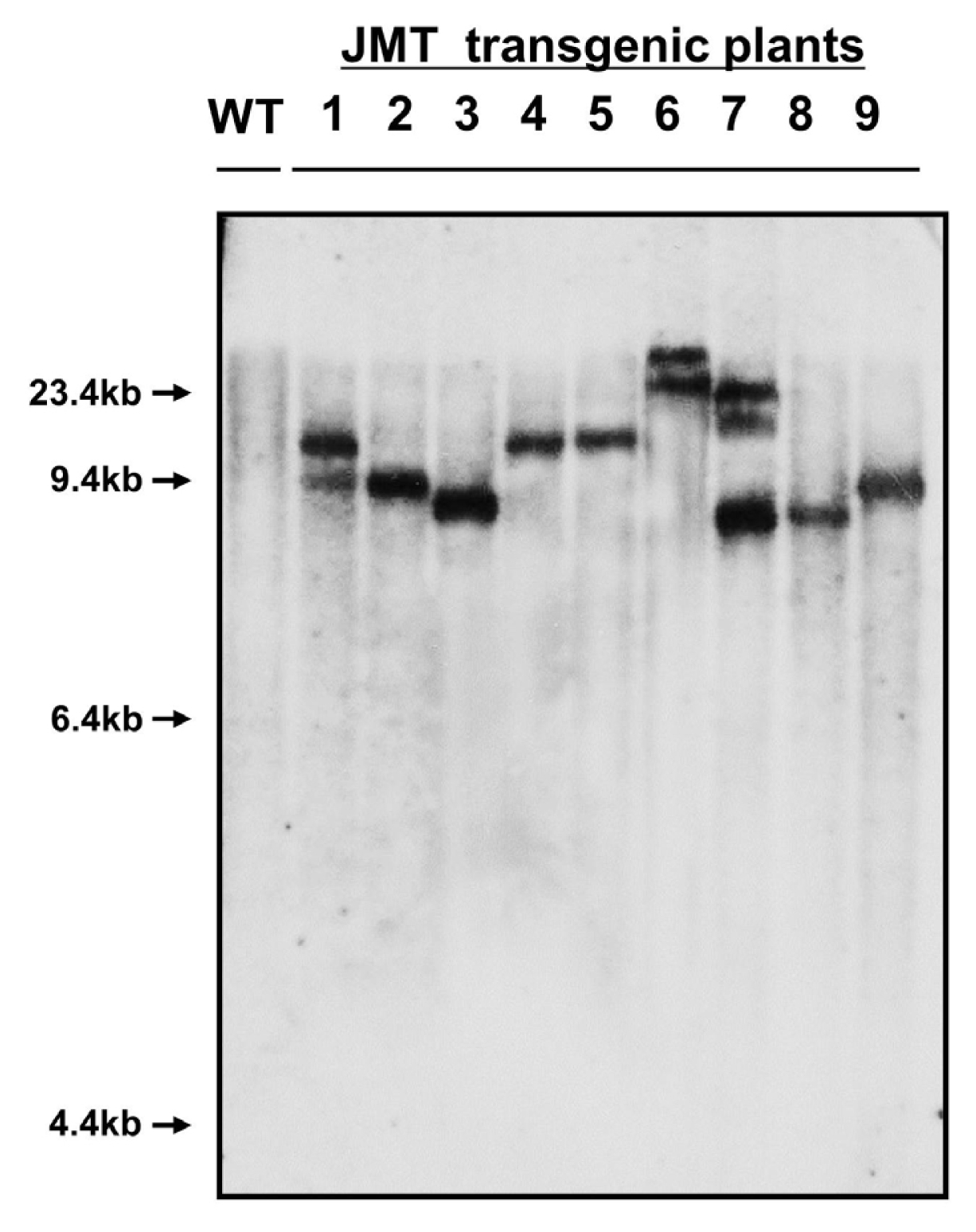 pbb-3-226f6.jpg